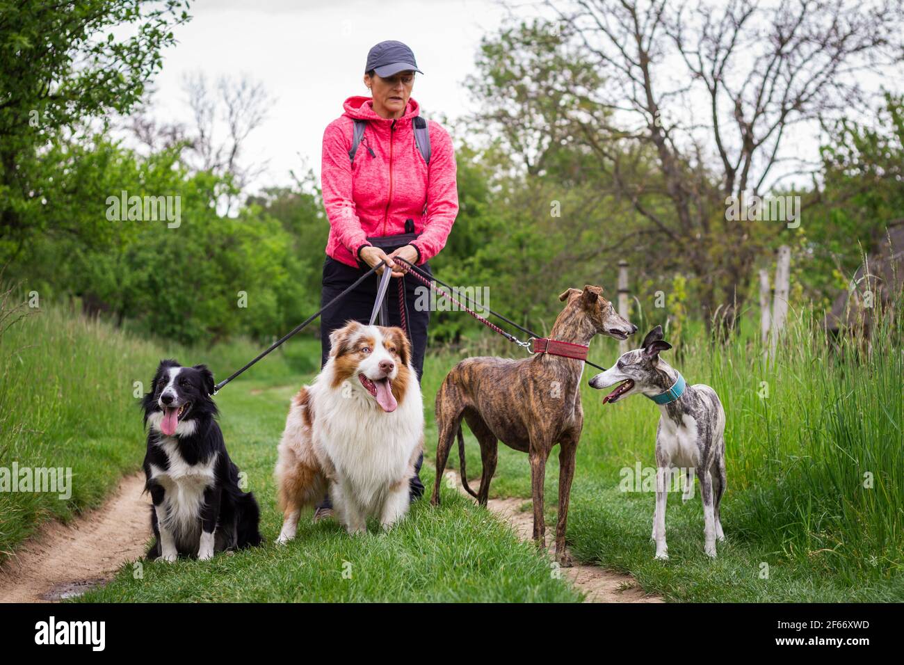 Marcheur professionnel avec quatre chiens à l'extérieur. Femme marche avec  la frontière collie, berger australien, whippet et le cynodrome espagnol de  galgo dans la nature Photo Stock - Alamy