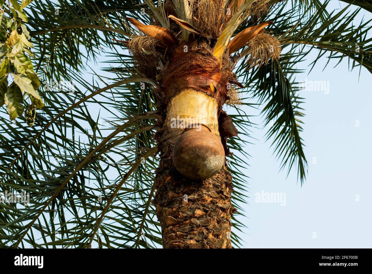 Au bord de la route du village, le jus est recueilli le matin dans les pots de terre des palmiers dattiers Banque D'Images