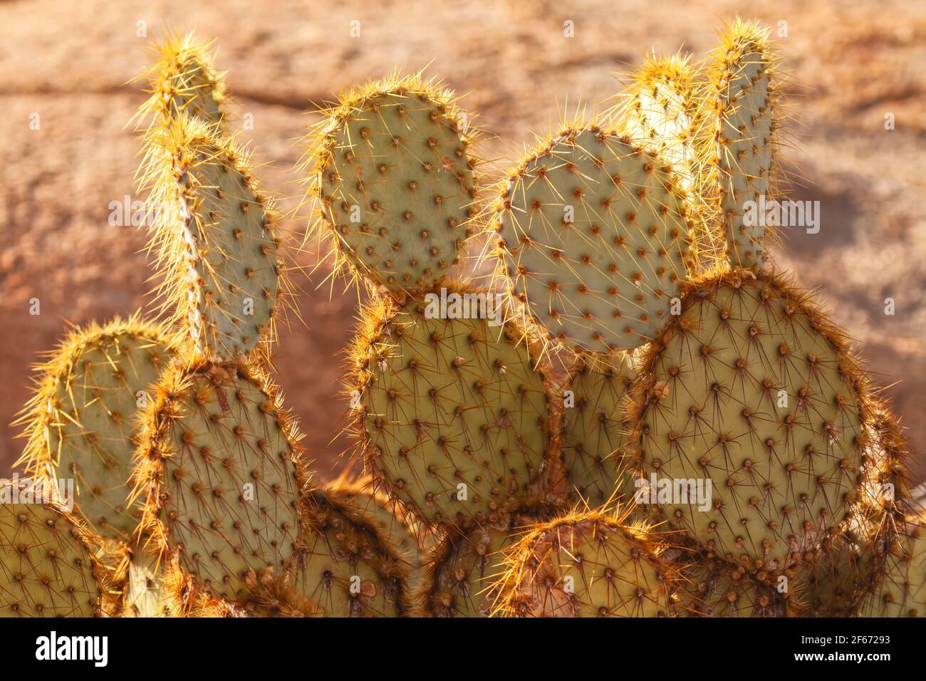 Pancake pickly Pear Opuntia chlorotica dans Joshua Tree National Park, Californie, États-Unis. Banque D'Images