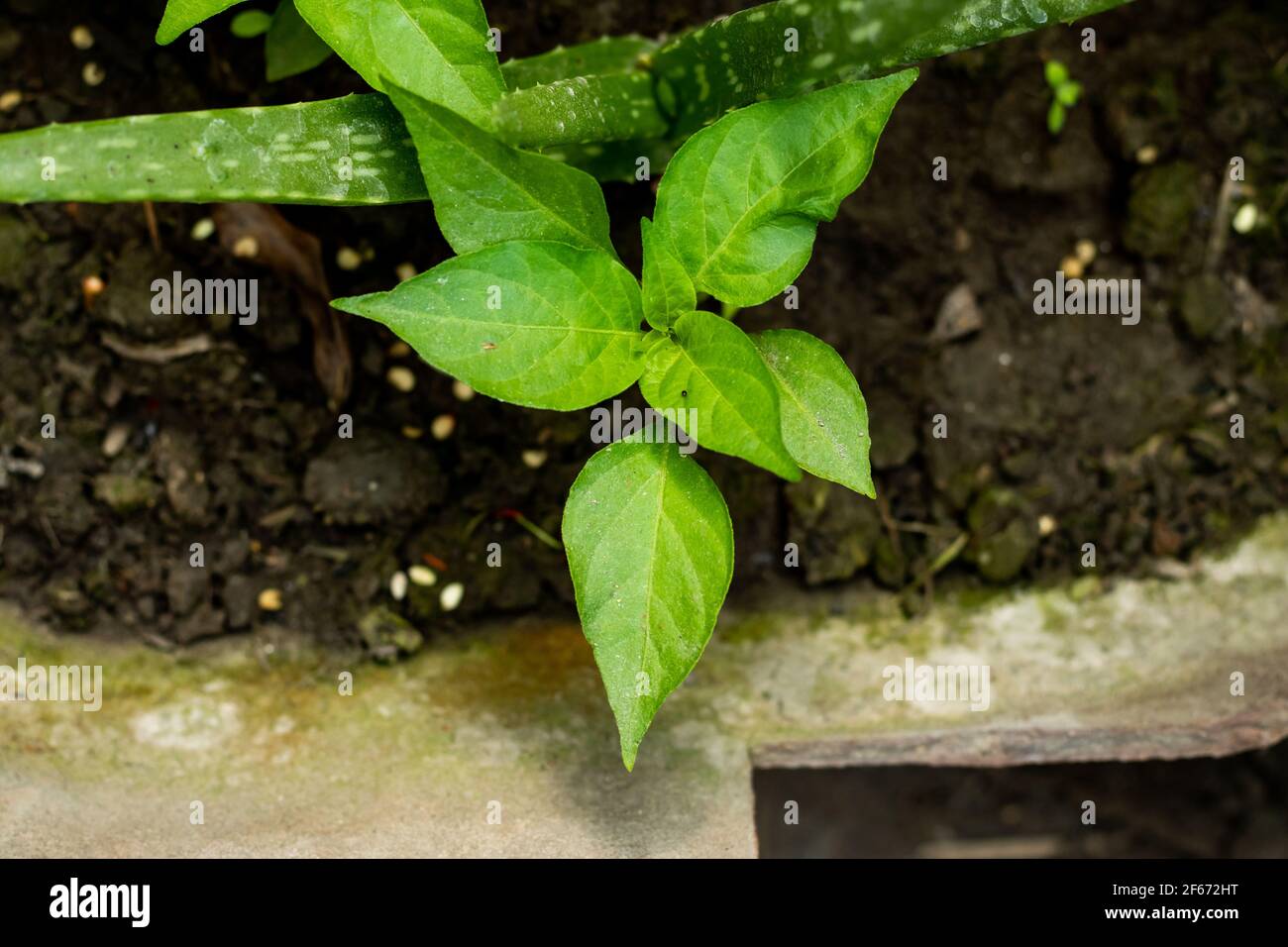 La combinaison de l'Aloe vera avec de grandes plantes de piment chaud il procure une sensation de chaleur confortable et travaille sur fort médecine Banque D'Images