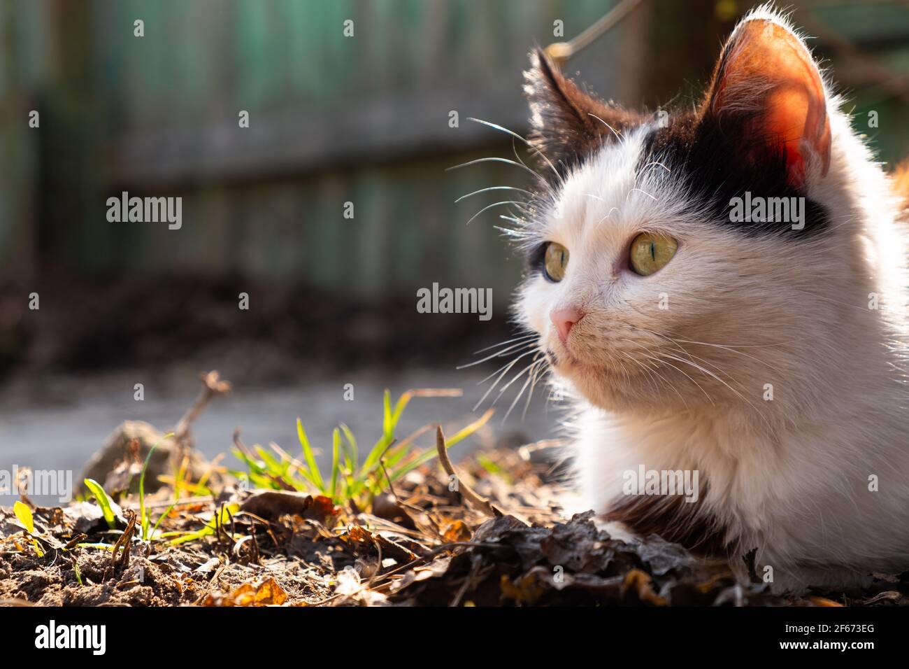 chaton noir et blanc se baquant au soleil de printemps avec copier l'espace Banque D'Images