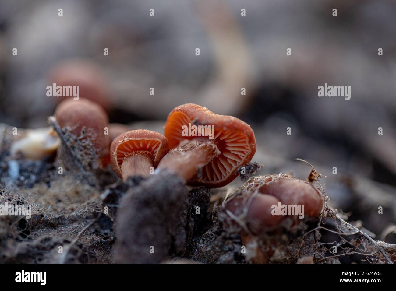 Jeunes Tubaria furfuracea champignons dans la forêt printanière Banque D'Images