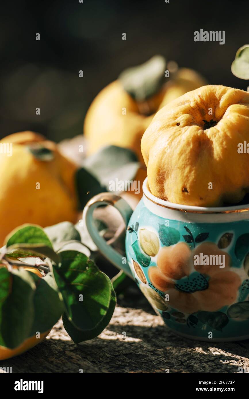 Scène de campagne d'automne de coing dans un vase en douceur lumière du soleil Banque D'Images