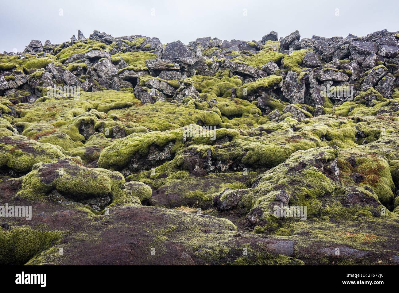 Pierres de lave d'Islande couvertes de mousse verte Banque D'Images