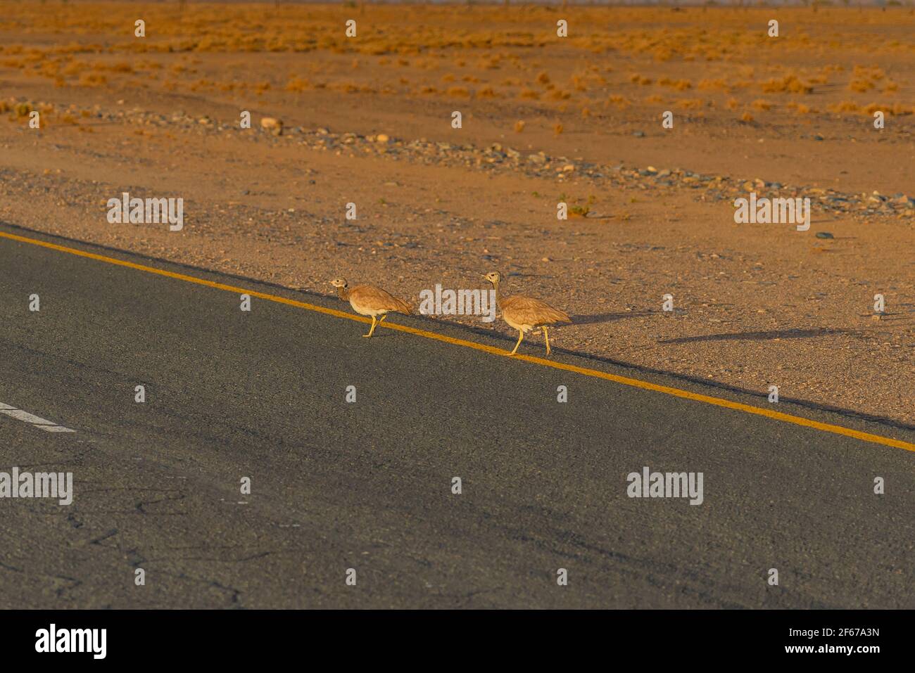 Le korhaan de Ruppell sur la route de Sossusvlei à l'heure du matin, dunes de fond, désert de Namib Naukluft, Namibie Banque D'Images