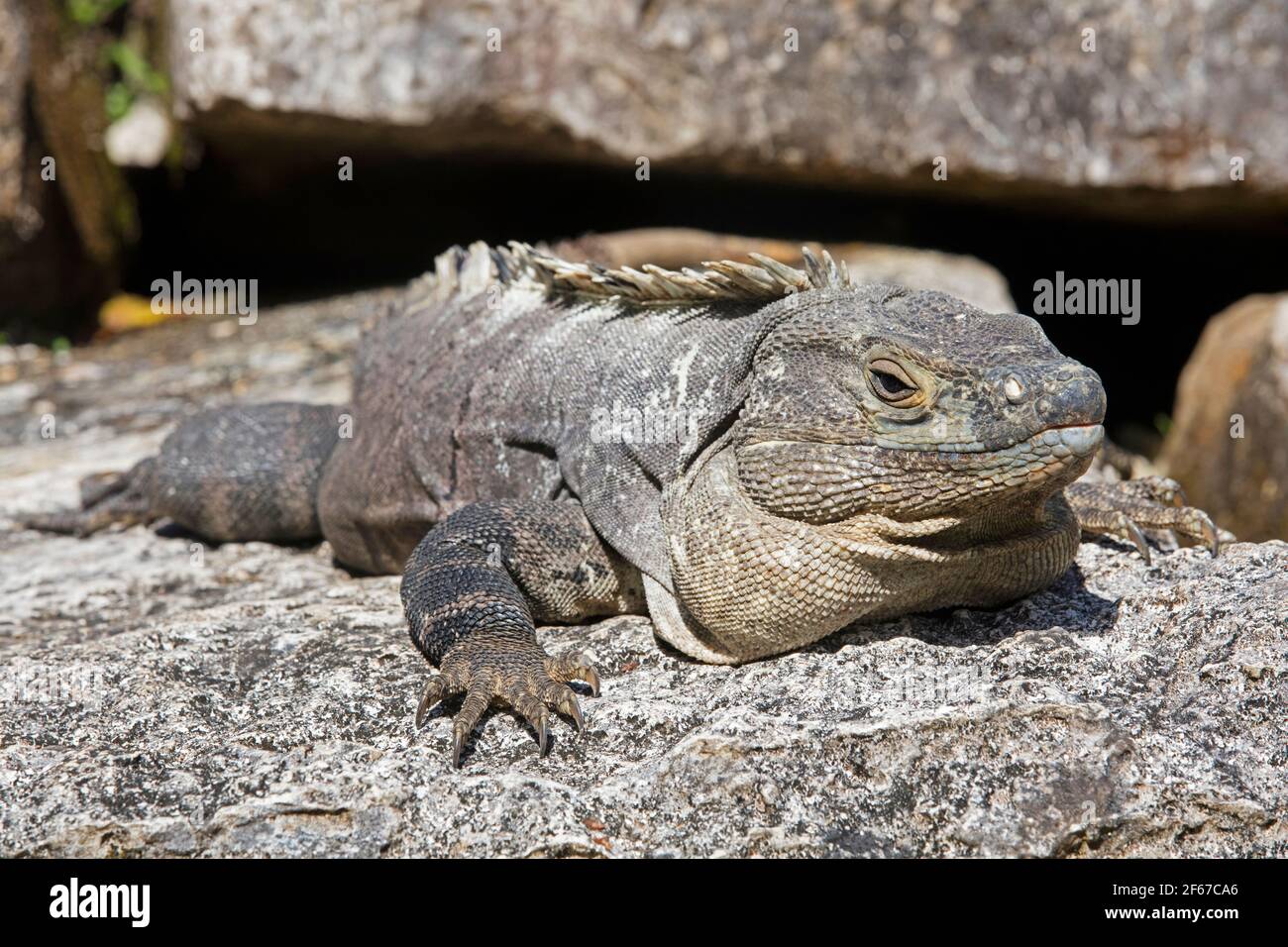 Iguane noire à queue épineuse / iguane noire / ctenosaur noir (Ctenosaura similis), lézard originaire du Mexique, d'Amérique centrale et de Colombie dans le Palais Banque D'Images