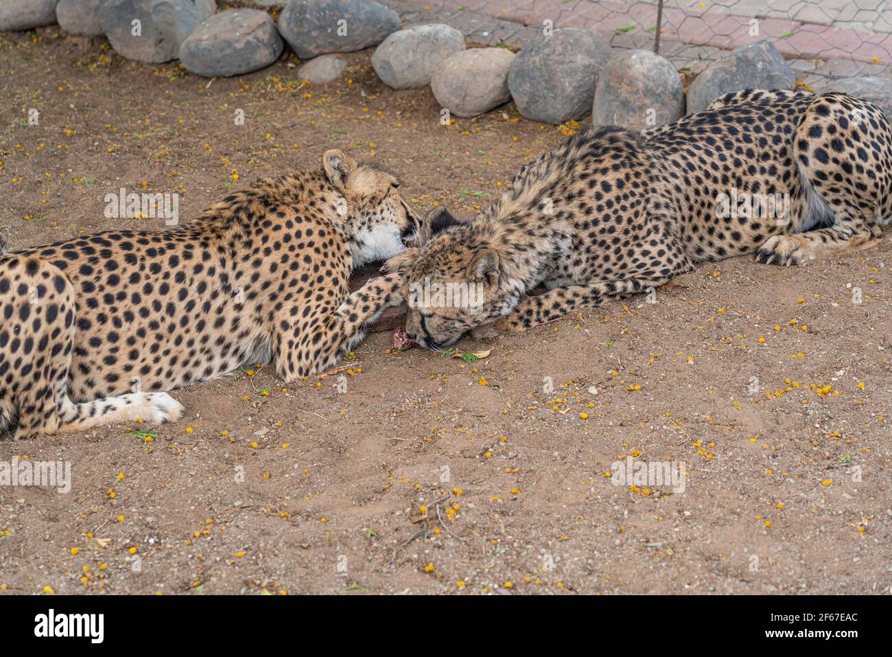 Gros plan portrait de deux grands chats de Cheetah mangeant de la viande dans une ferme à Keetmanshoop, Namibie. Afrique Banque D'Images