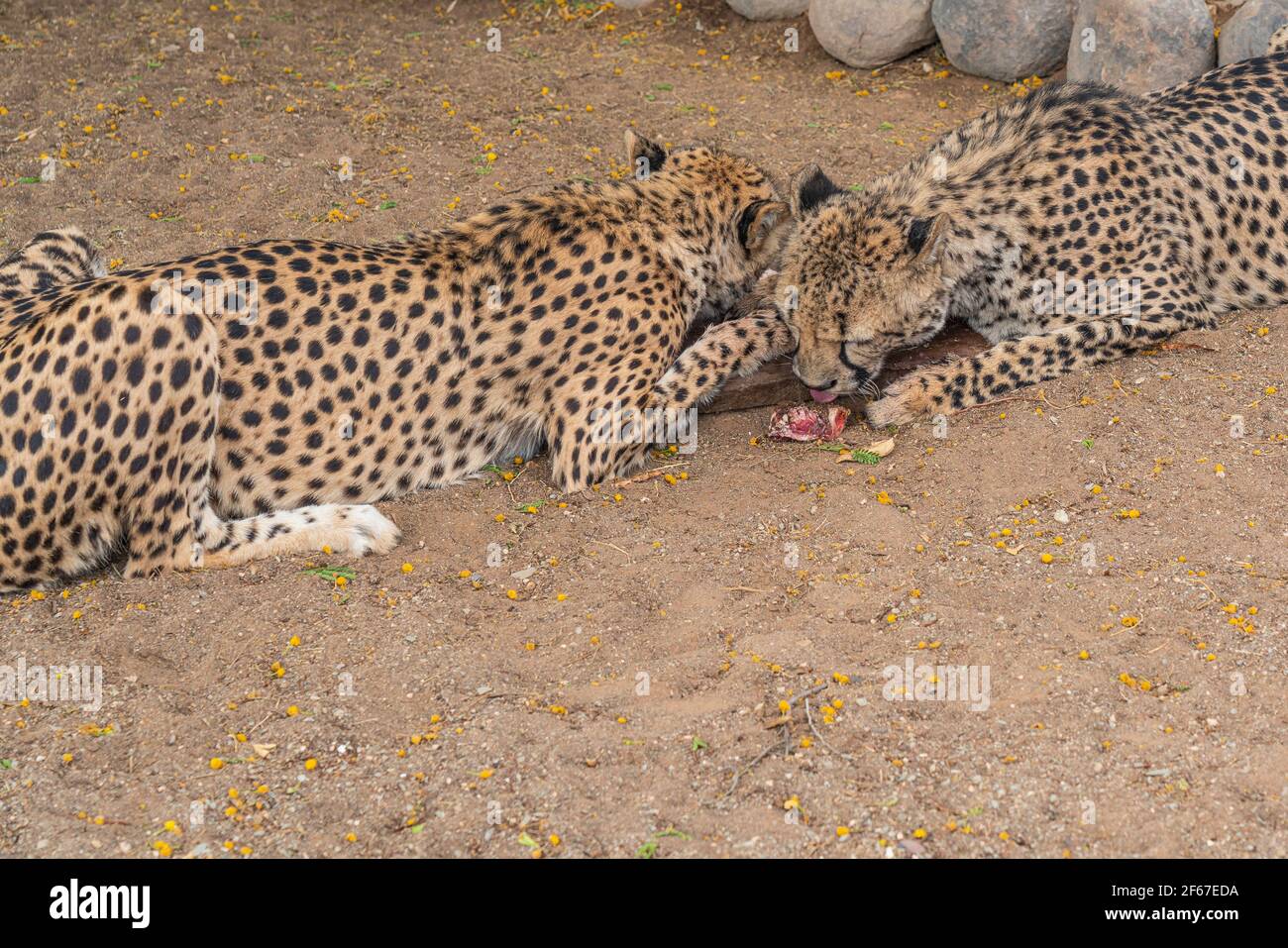 Gros plan portrait de deux grands chats de Cheetah mangeant de la viande dans une ferme à Keetmanshoop, Namibie. Afrique Banque D'Images