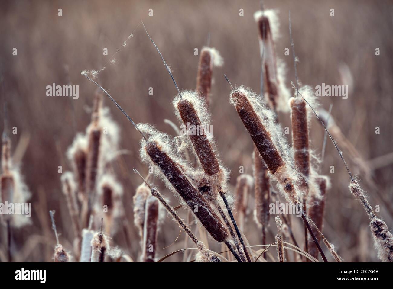 De belles tiges de réedmace sèches dans un marais Banque D'Images