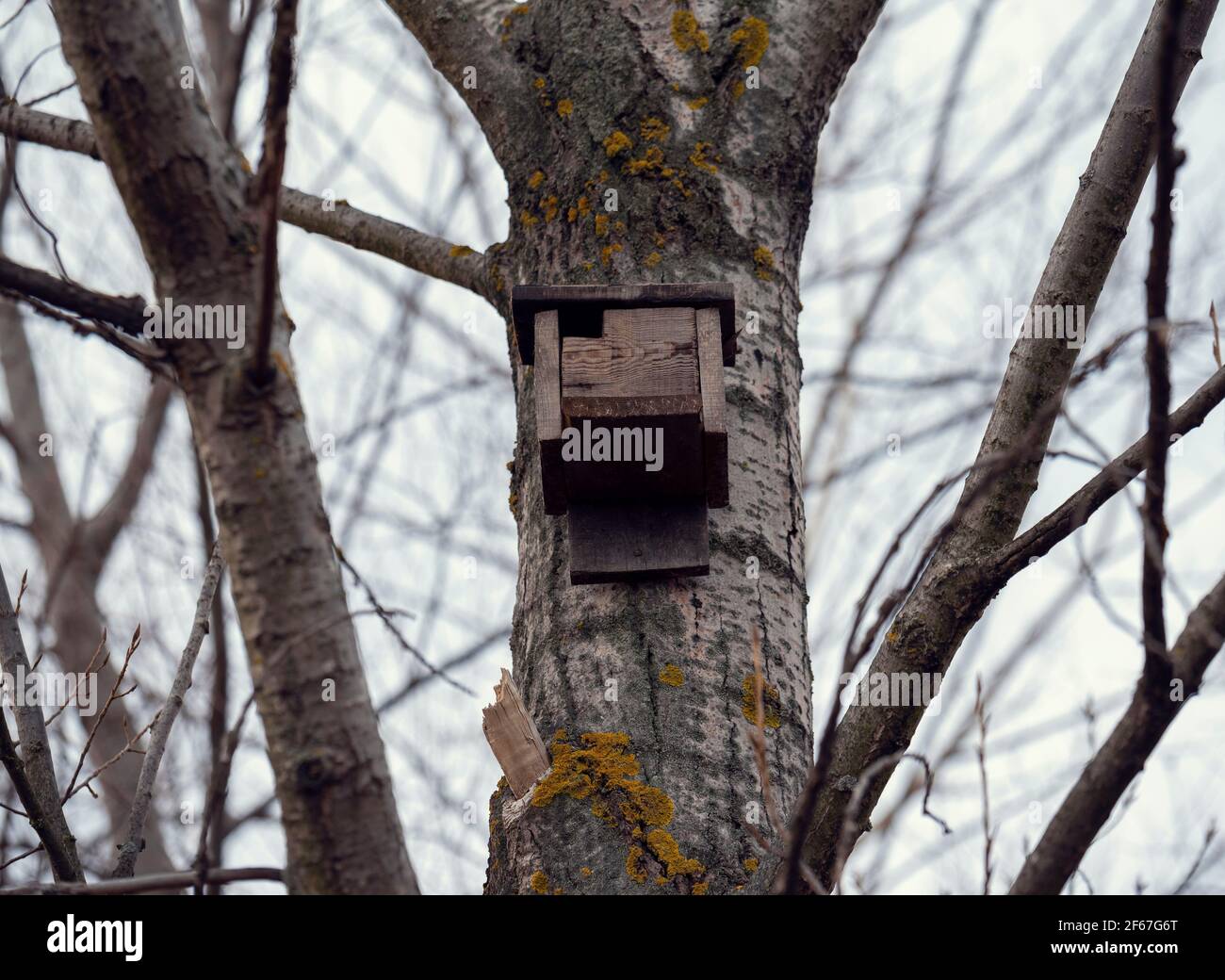 Un birdhouse en bois haut sur un arbre Banque D'Images