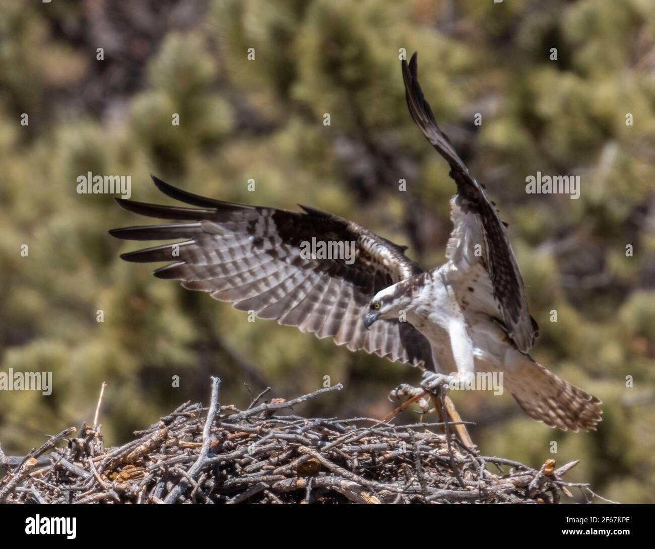 Osprey se prépare pour la saison d'accouplement à Eleven Mile Canyon Banque D'Images