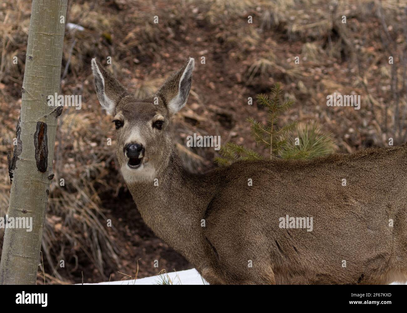 Mule Deer appréciant un matin chaud de printemps dans le Pike Forêt nationale Banque D'Images