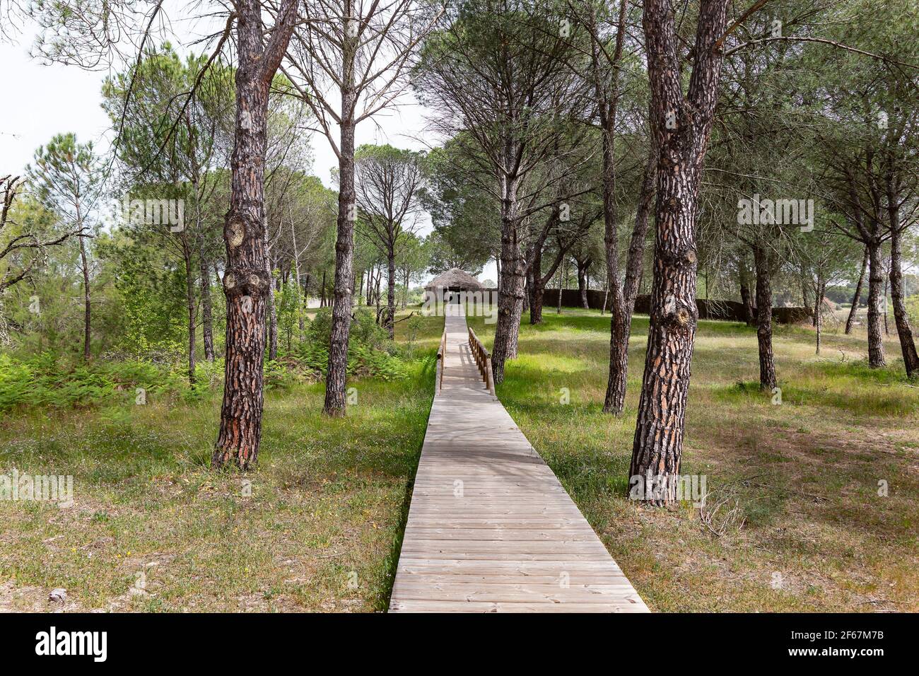 Sentier en bois menant à l'observatoire ornithologique de la Rocina dans le parc national de Donana, Huelva, Andalousie, Espagne Banque D'Images