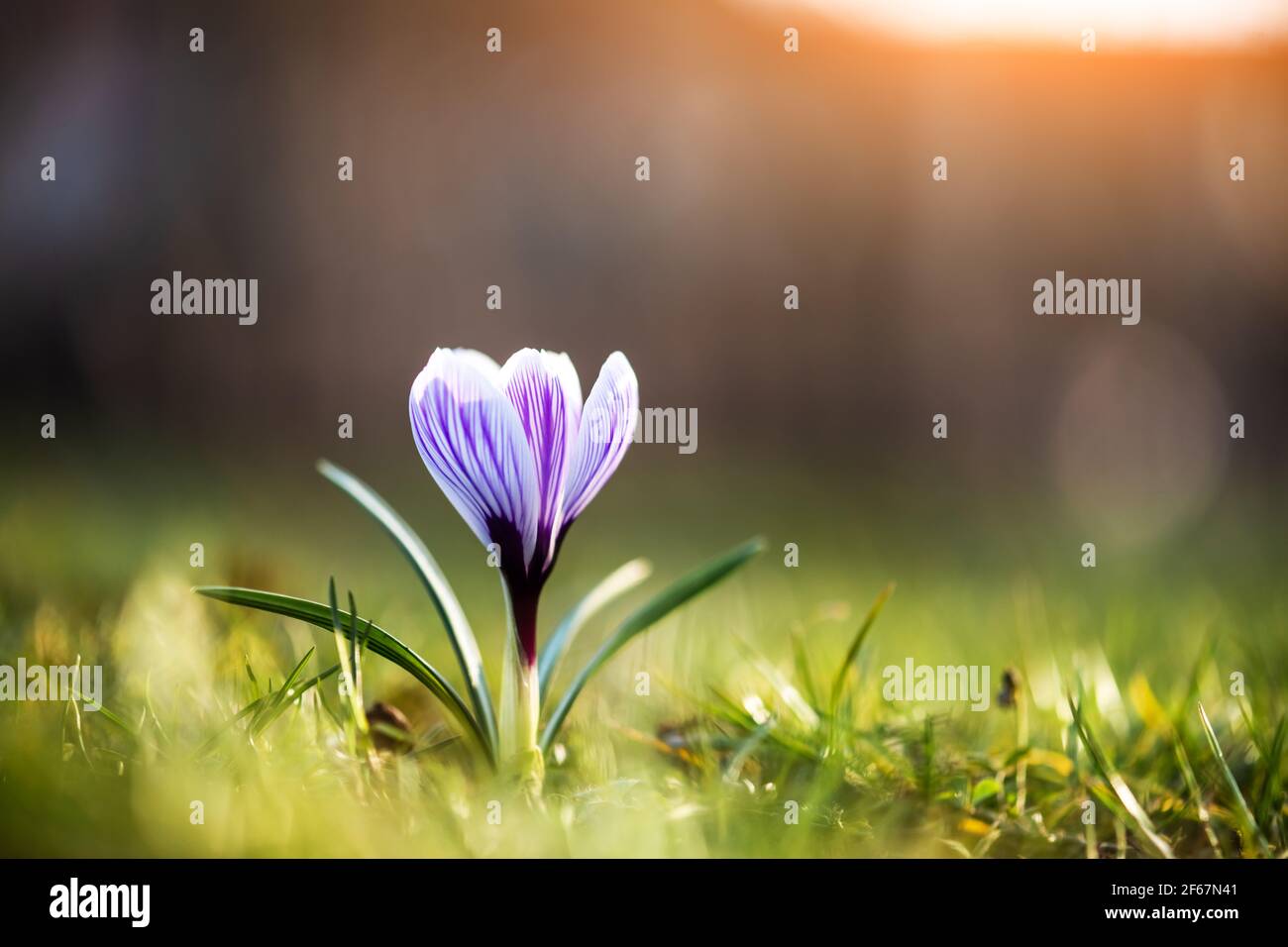 Crocus de fleur de printemps unique sur l'herbe verte de près Banque D'Images