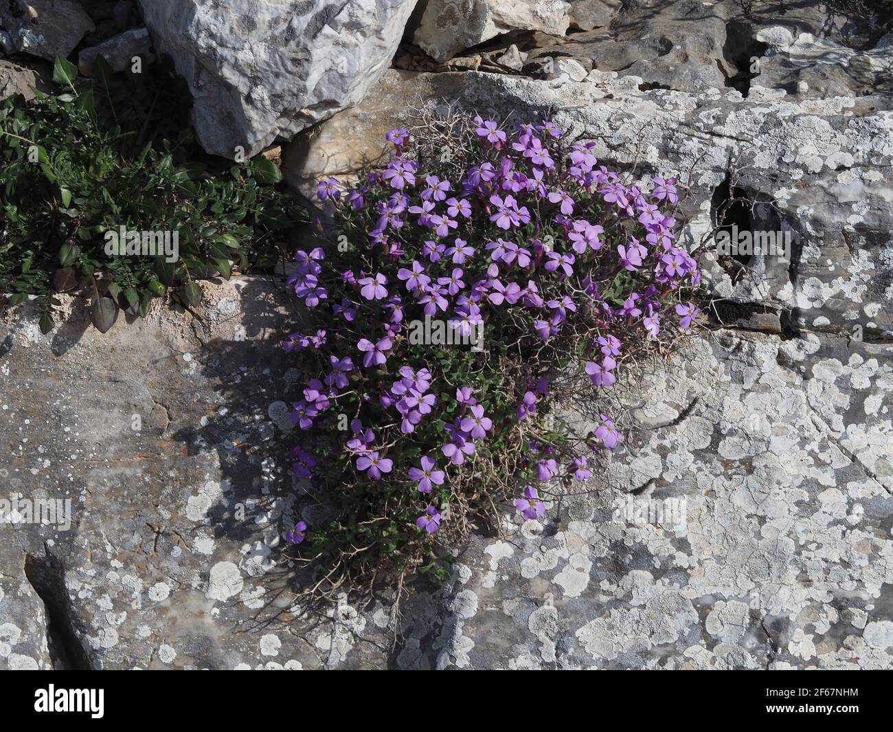 Cresson de roche pourpre en fleur, croissant sur le calcaire du mont Hymettus, en Grèce, au printemps Banque D'Images