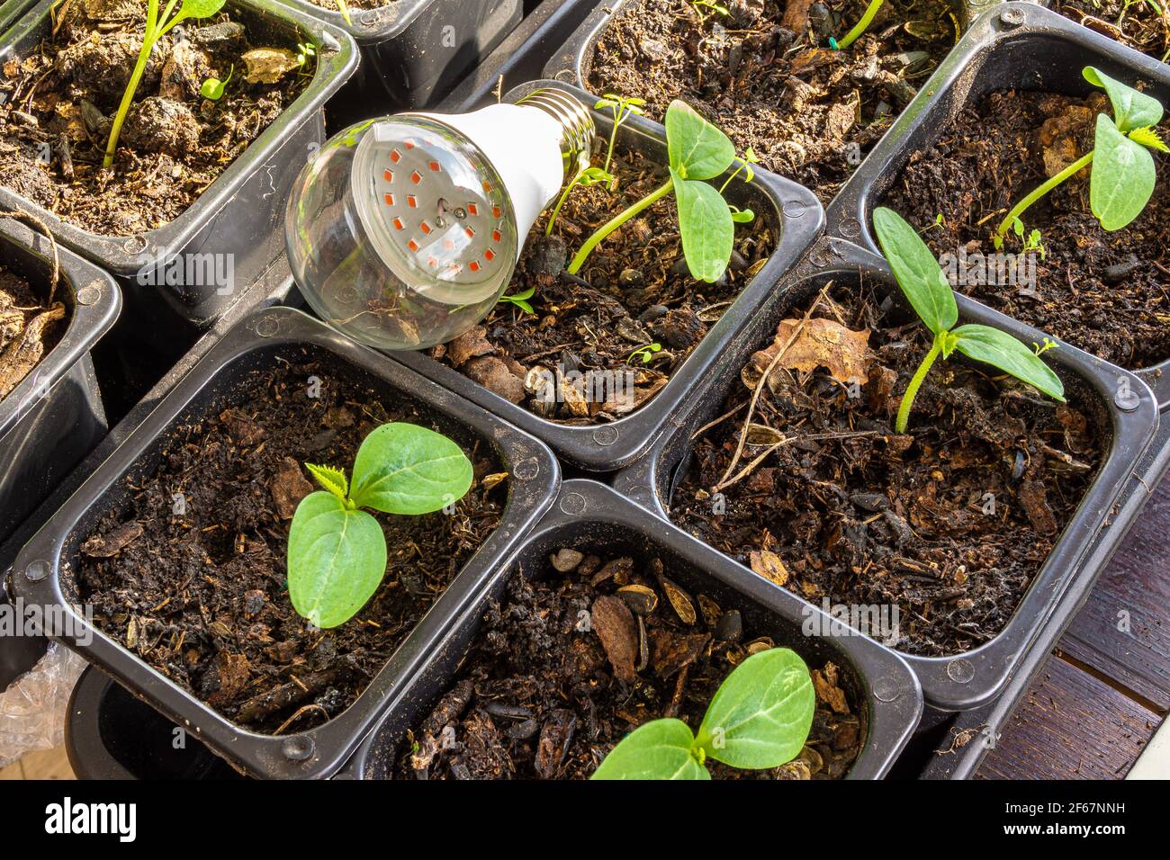 Lampe À LED pour l'éclairage artificiel de plantes d'intérieur et dans les conditions de courte heure d'été se trouvent sur des pots avec concombre semis Banque D'Images