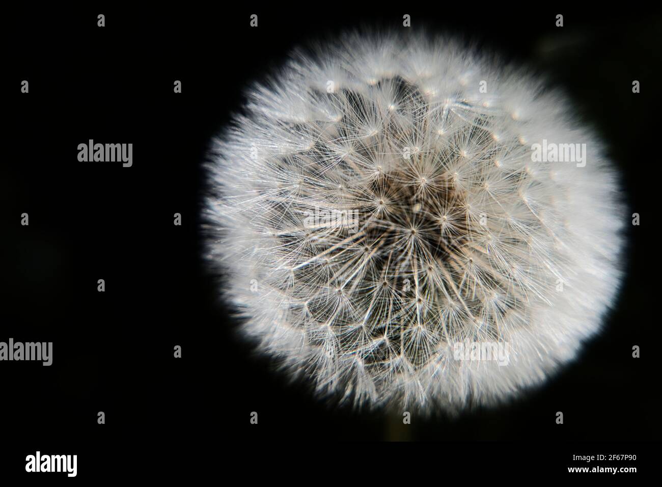 Close up of a dandelion seedhead Banque D'Images