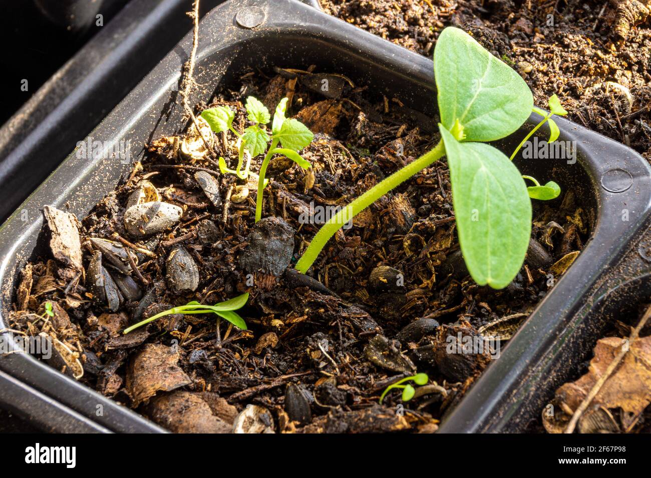Les mauvaises herbes ont germé dans les semis en raison de la mauvaise qualité, non traitées et de mauvais dysfonctionnement du sol. Les plantes d'ortie et de concombre poussent à partir d'un mélange de biohumus et de h. Banque D'Images