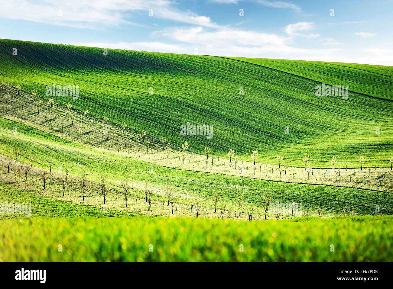 Paysage rural de printemps avec des collines colorées rayées avec des arbres Banque D'Images