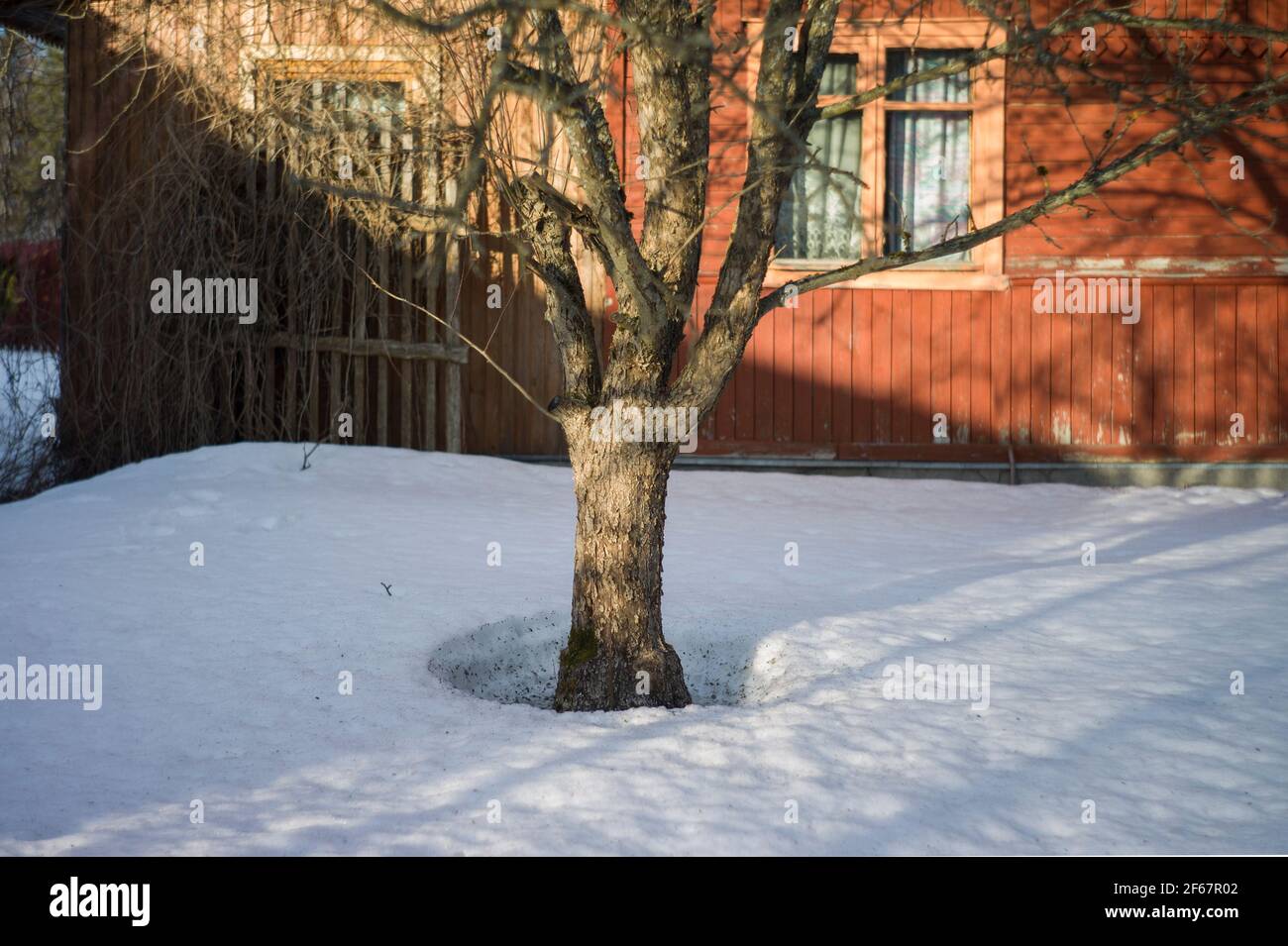 Un pommier solitaire dans un verger de fruits d'hiver, scène d'hiver Banque D'Images