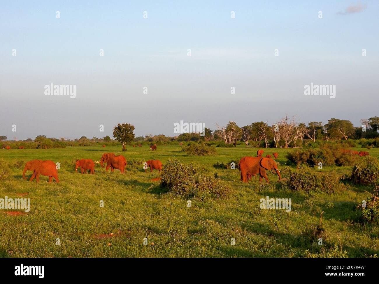 Troupeau africain d'éléphants de savane (Loxodonta africana) éparpillé sur une plaine luxuriante, rouge de la poussière de Tsavo Tsavo East NP, Kenya Novembre Banque D'Images