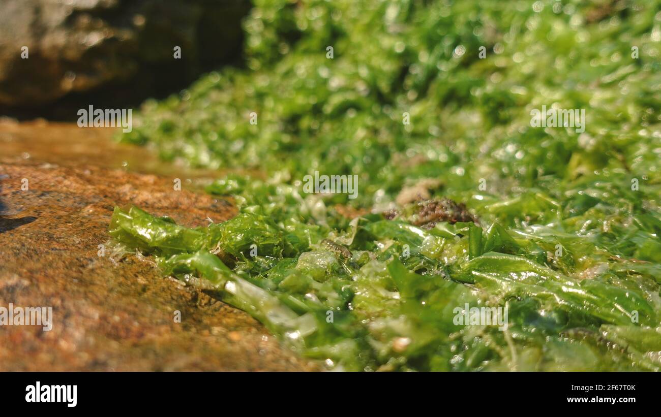 Insectes d'eau salée se nourrissant d'algues marines vertes. Prise de vue macro avec mise au point sélective et faible profondeur de champ. Gros plan sur les rochers et les herbiers de mer sur la plage. Banque D'Images