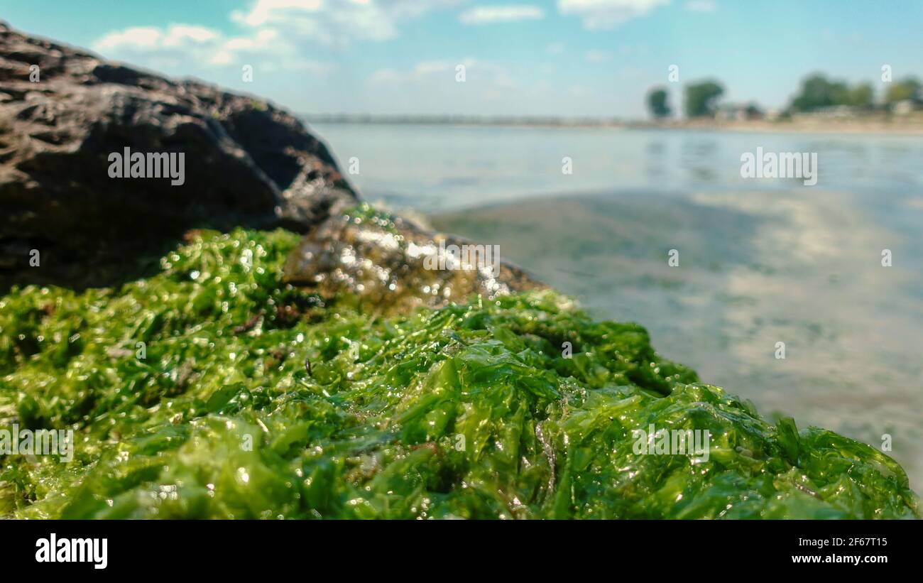 Insectes d'eau salée se nourrissant d'algues marines vertes. Prise de vue macro avec mise au point sélective et faible profondeur de champ. Gros plan sur les rochers et les herbiers de mer sur la plage. Banque D'Images