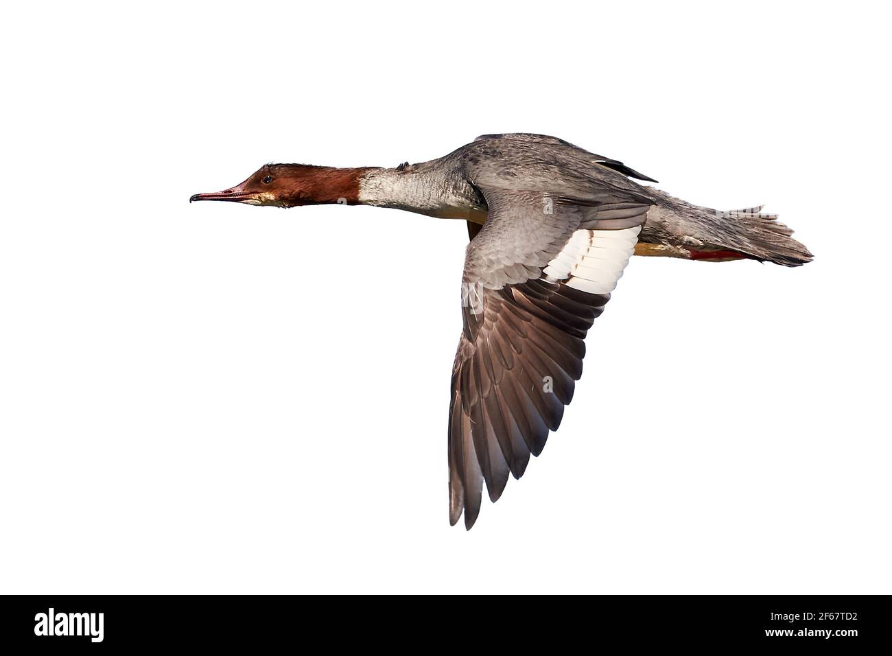 Merganser commun isolé sur fond blanc (Mergus merganser) Oiseau féminin en vol Banque D'Images