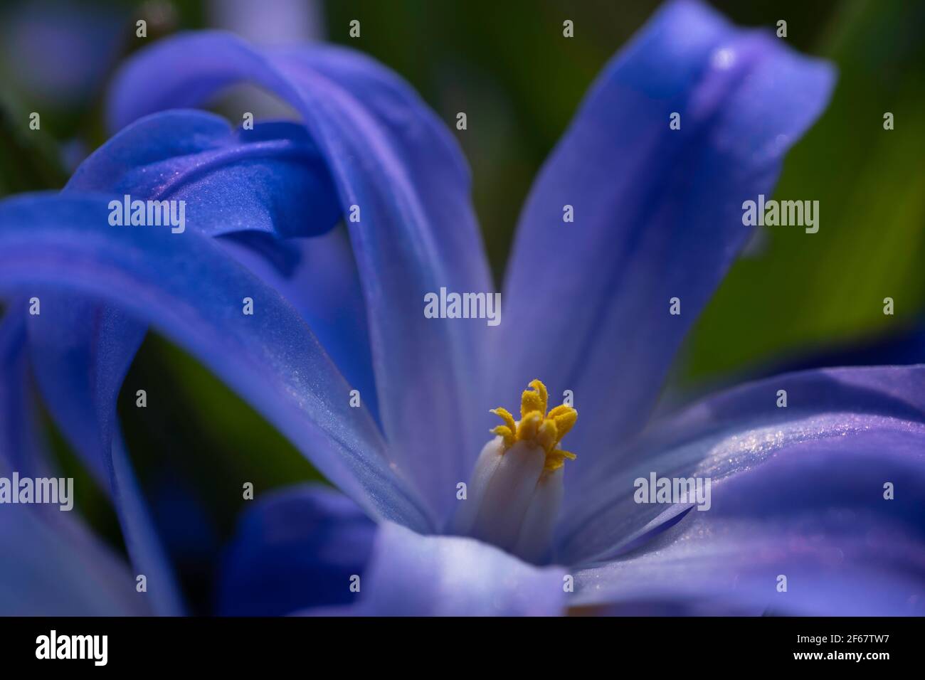 Chionodoxa ou Scilla luciliae, la gloire-de-la-neige ou gloire-de-la-neige est une vivace bulbeuse avec des fleurs bleues comme les petites étoiles Banque D'Images