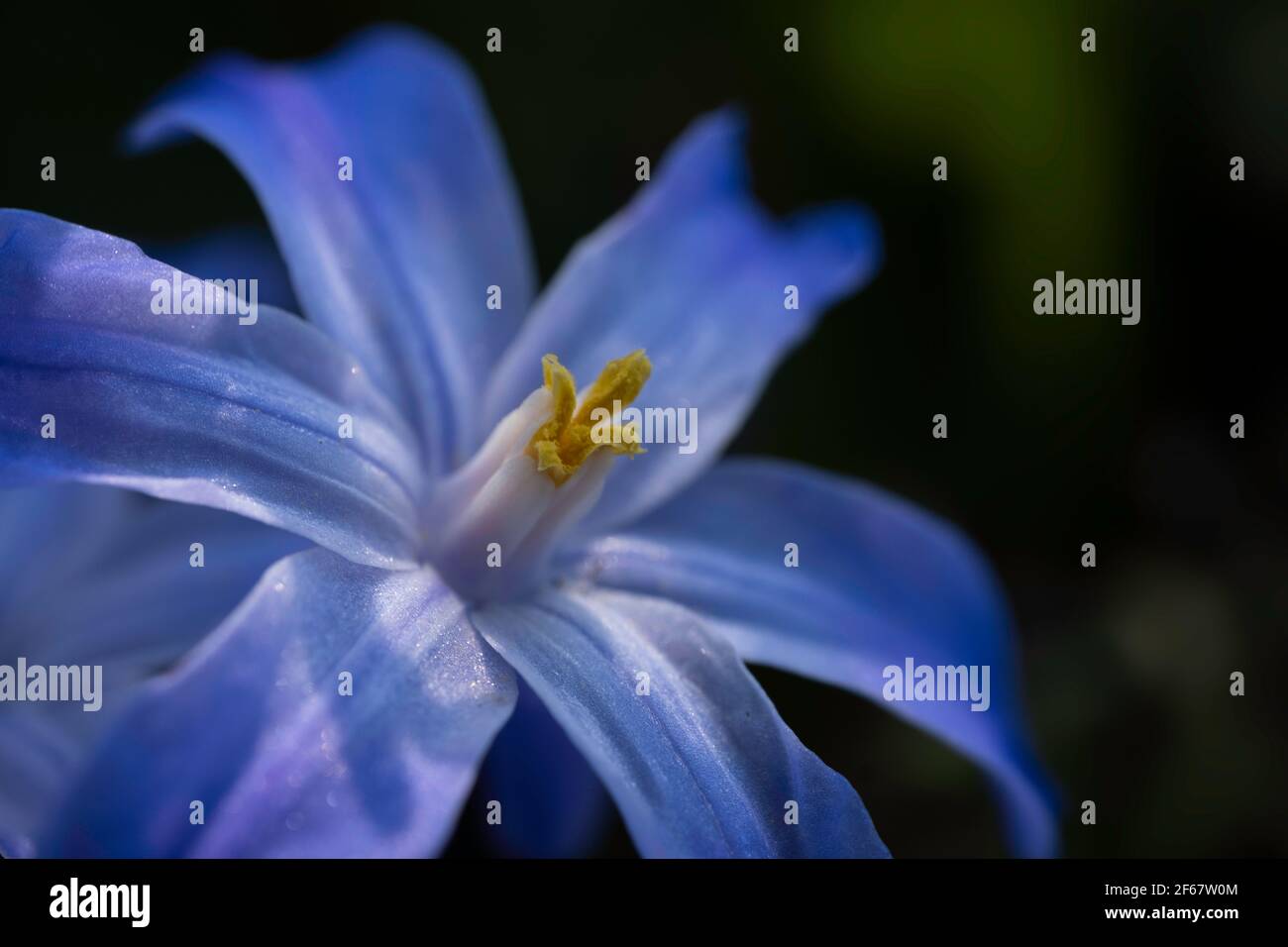 Chionodoxa ou Scilla luciliae, la gloire-de-la-neige ou gloire-de-la-neige est une vivace bulbeuse avec des fleurs bleues comme les petites étoiles Banque D'Images