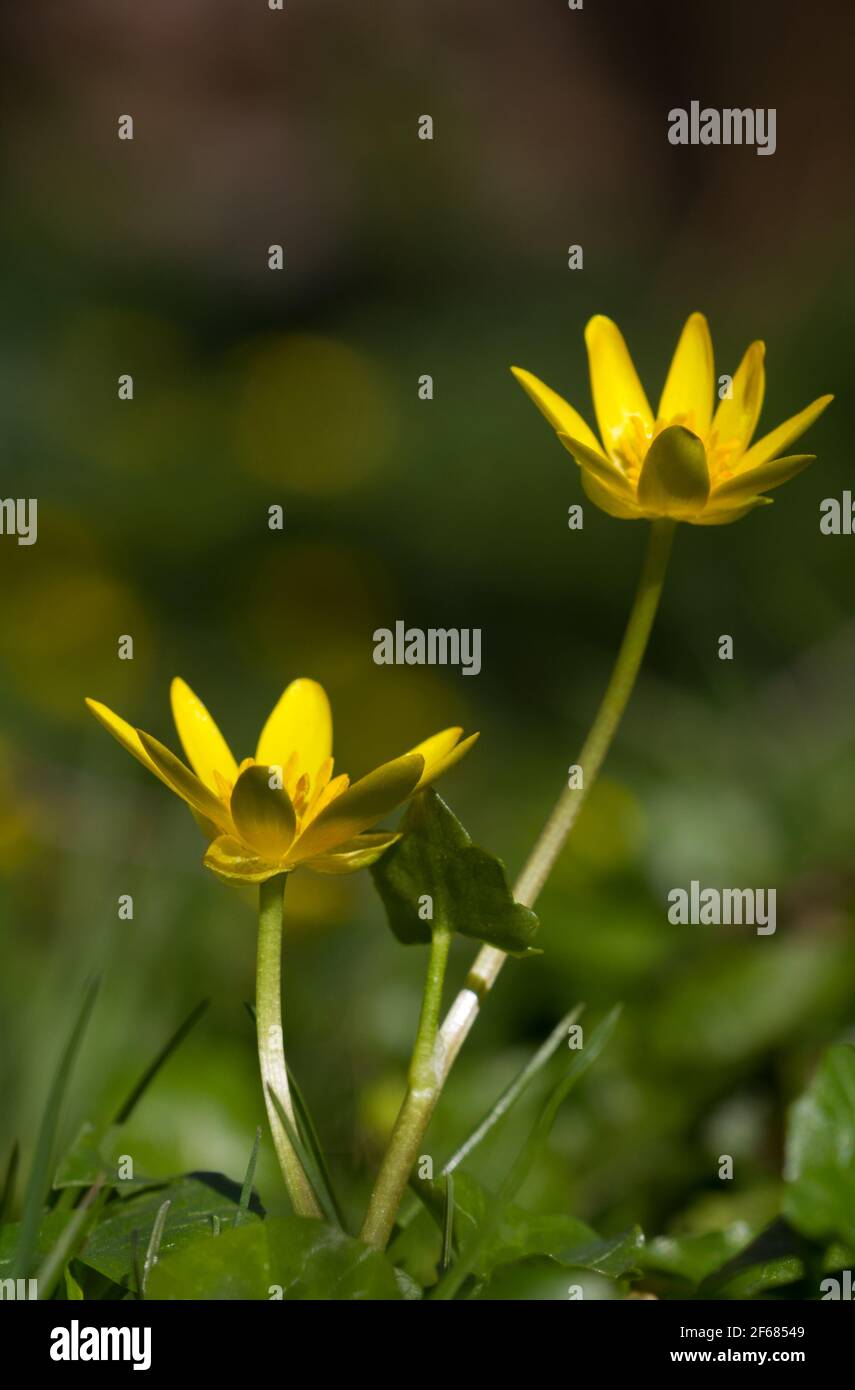 Gros plan de deux fleurs jaunes du petit celandin, une belle fleur jaune au début du printemps Banque D'Images