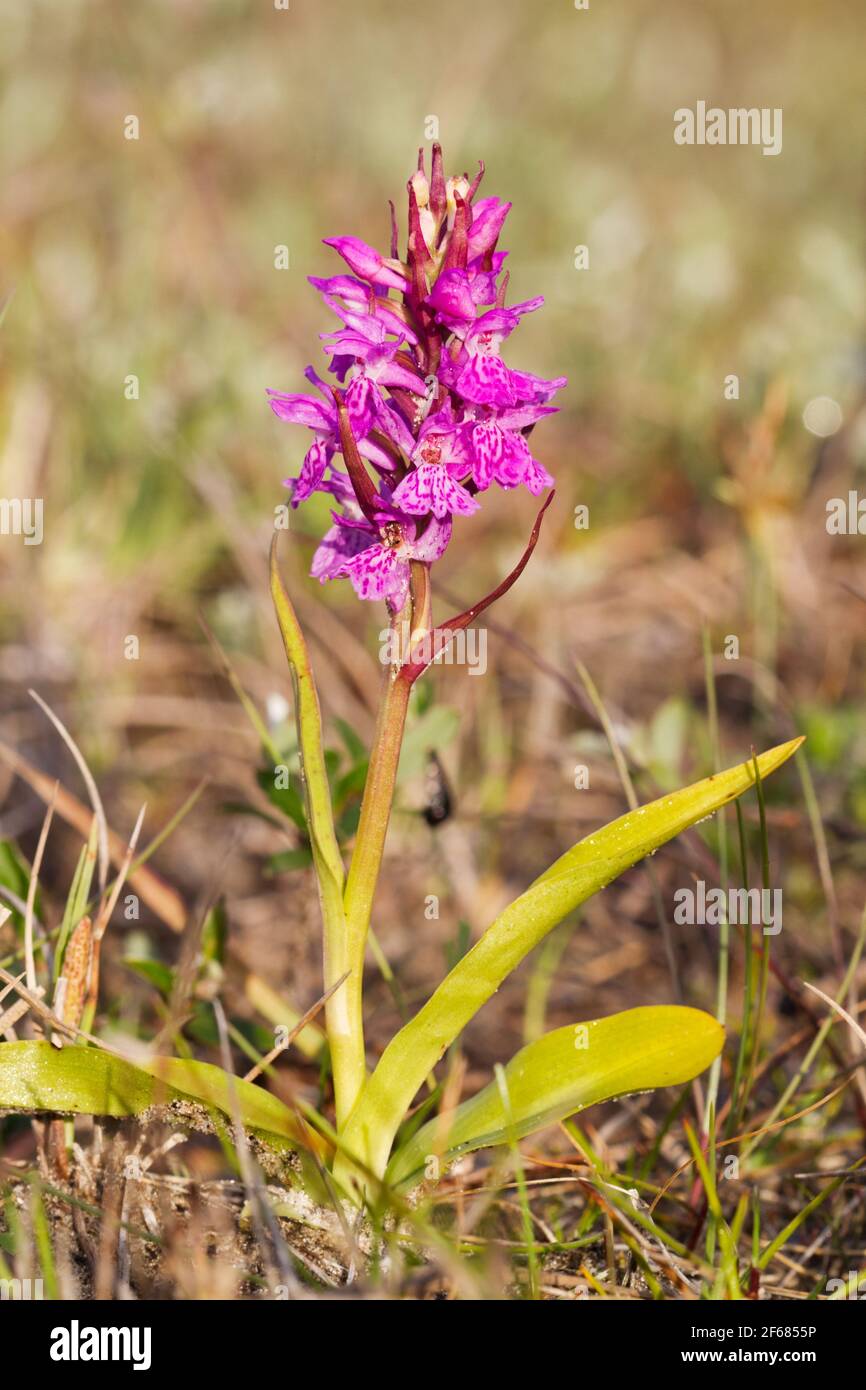 Belle orchidée rose florissante dans une prairie humide Banque D'Images