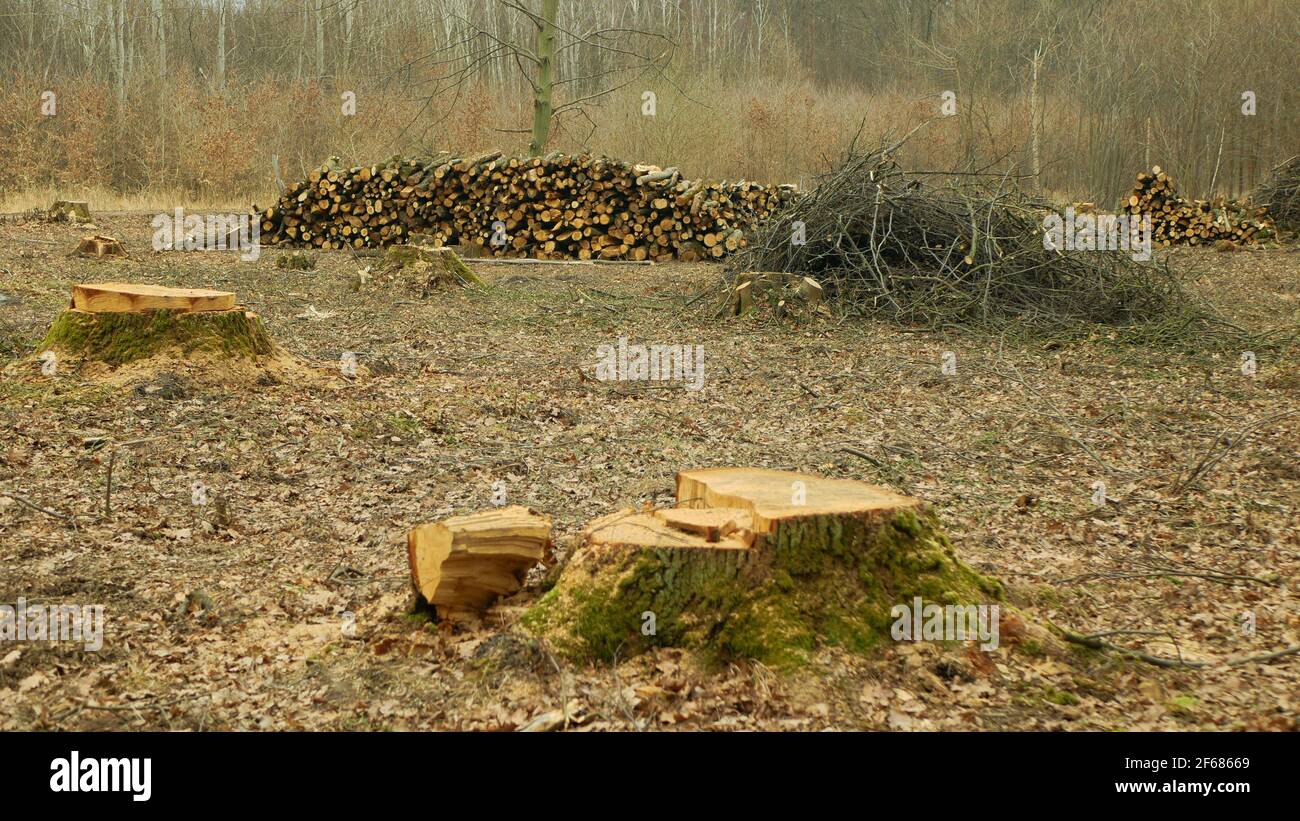 Couper le déboisement, l'exploitation forestière couper le bois de l'industrie pieu des branches de bois décortiquées, souche et nouvellement planté plantation arbres en croissance production de semis Banque D'Images