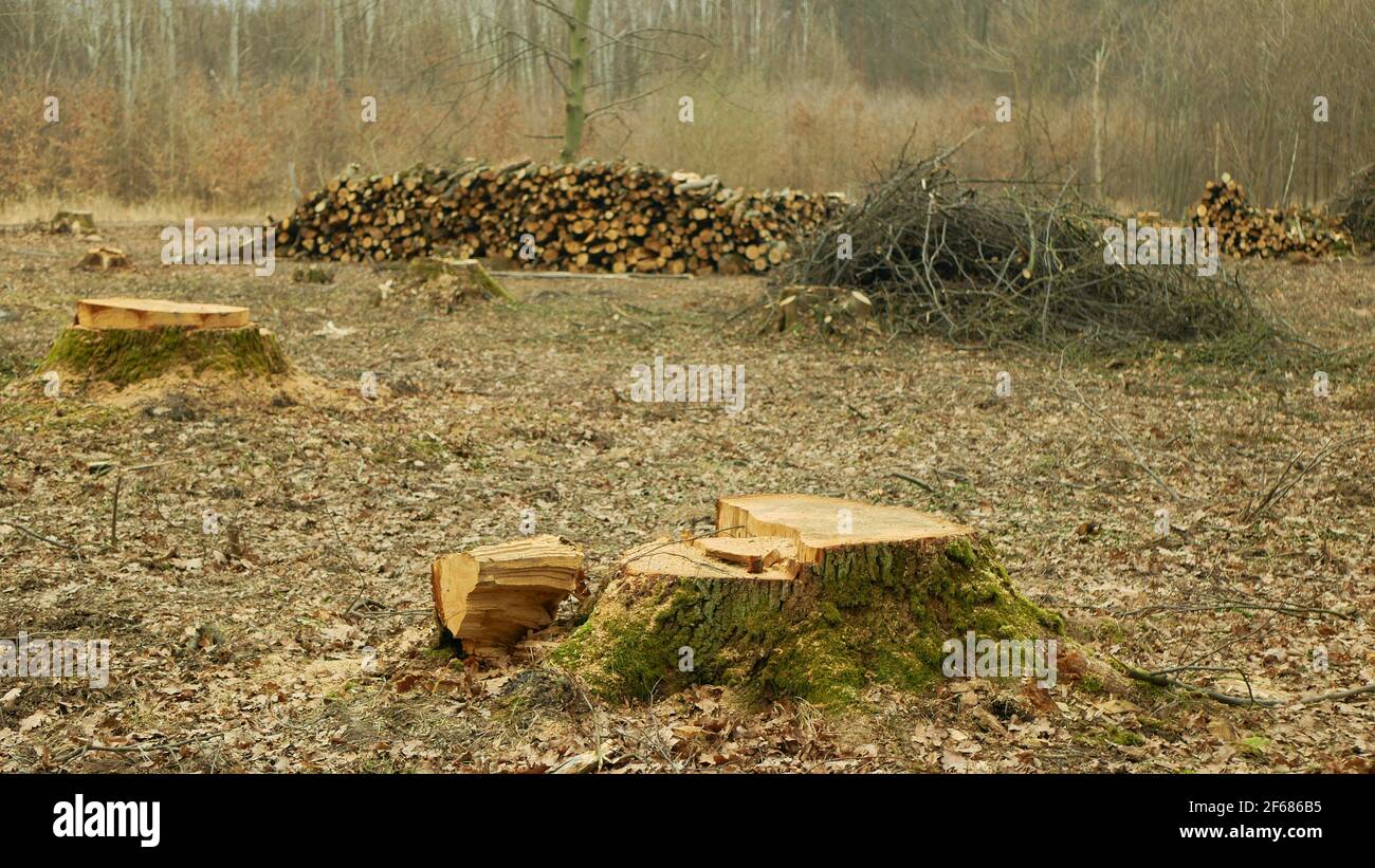 Couper le déboisement, l'exploitation forestière couper le bois de l'industrie pieu des branches de bois décortiquées, souche et nouvellement planté plantation arbres en croissance production de semis Banque D'Images