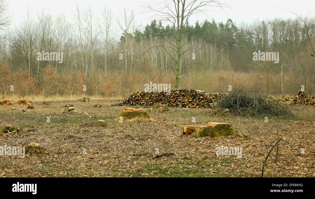 Couper le déboisement, l'exploitation forestière couper le bois de l'industrie pieu des branches de bois décortiquées, souche et nouvellement planté plantation arbres en croissance production de semis Banque D'Images