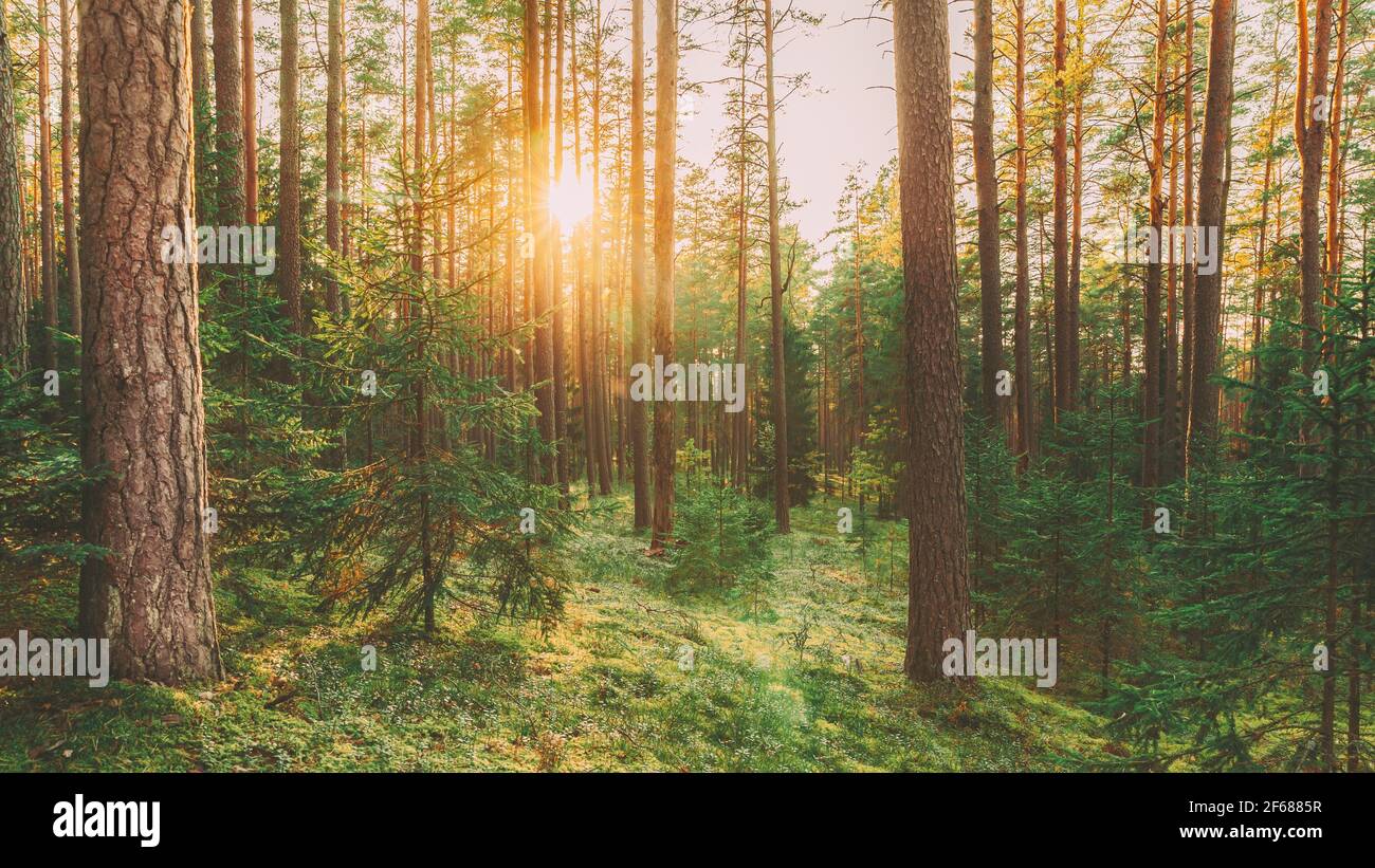 Magnifique coucher de soleil dans la forêt de conifères d'automne. Lumière du soleil à travers les pins et les bois d'épinette dans le paysage forestier d'automne. Sol en mousse Banque D'Images