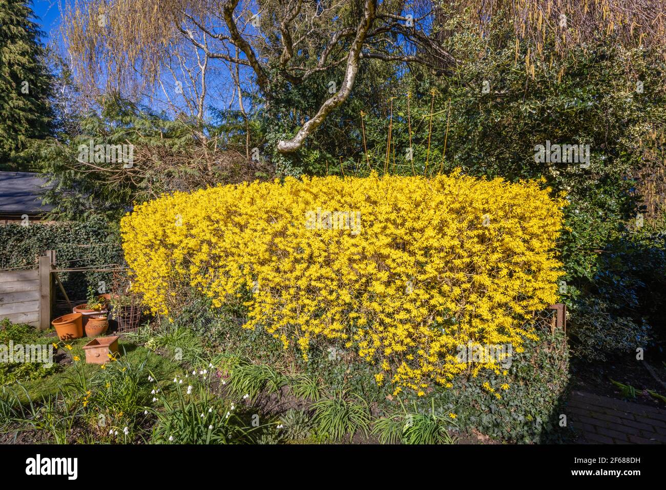 Une haie de forsythia jaune bien taillée en plein boom au printemps dans un jardin à Surrey, dans le sud-est de l'Angleterre, par une journée ensoleillée Banque D'Images