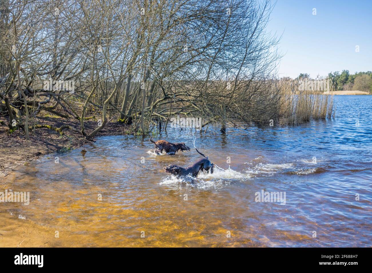 Les chiens s'éclabousser dans le lac de Frensham Little Pond, près de Farnham, Surrey, un endroit de beauté rural local et une aire de loisirs, de la fin de l'hiver au début du printemps Banque D'Images