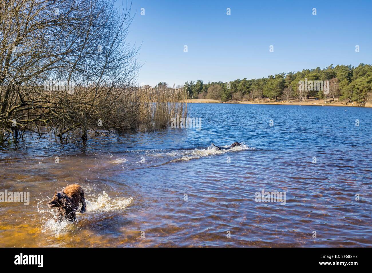 Les chiens s'éclabousser dans le lac de Frensham Little Pond, près de Farnham, Surrey, un endroit de beauté rural local et une aire de loisirs, de la fin de l'hiver au début du printemps Banque D'Images