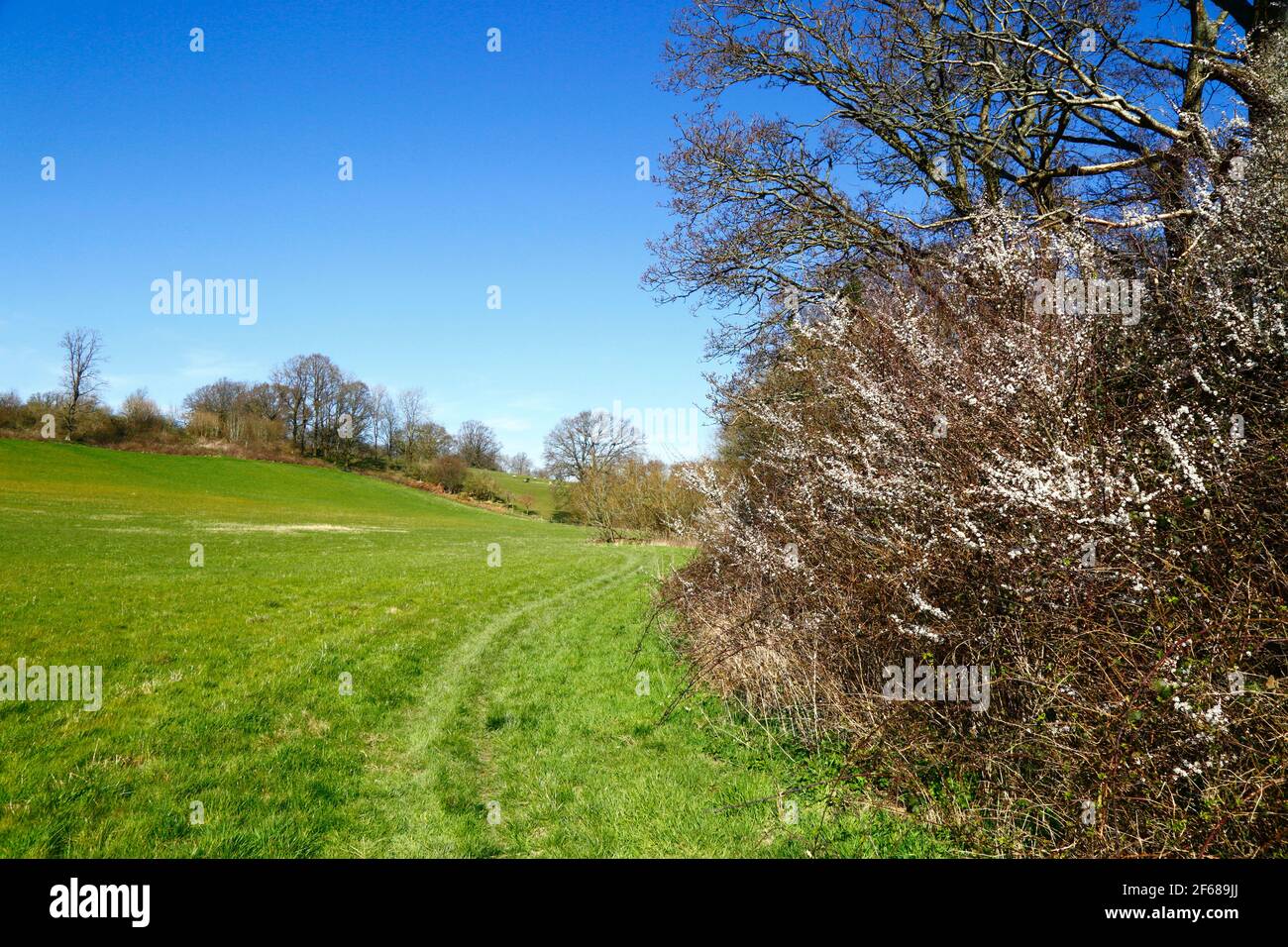 Brousse de Blackthorn ou de sloe (Prunus spinosa) en fleur au début du printemps sur la route de High Weald Walk entre Southborough et Tonbridge, Kent, Angleterre Banque D'Images