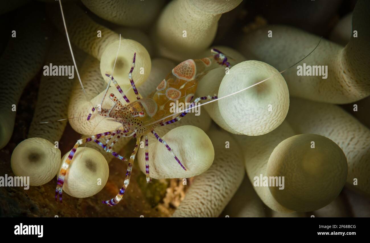 La crevette nettoyante tachetée (Periclilènes yucatanicus) se cache dans une anémone sur les récifs coralliens au large de l'île de St Martin, dans les Caraïbes néerlandaises Banque D'Images