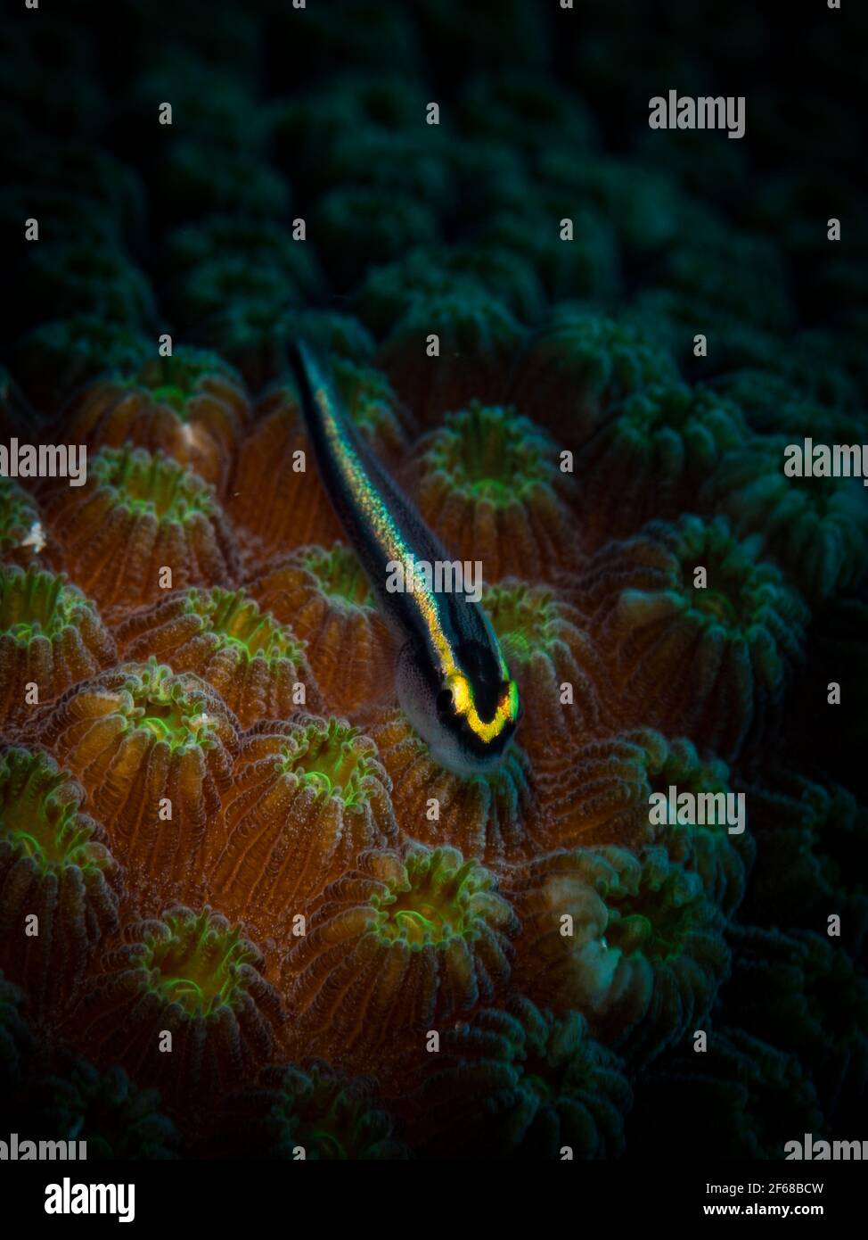 Goby Sharknose (Gobiosoma evelynae) Il se trouve sur des coraux durs sur le récif au large des Hollandais Isalnd des Caraïbes de St Martin Banque D'Images