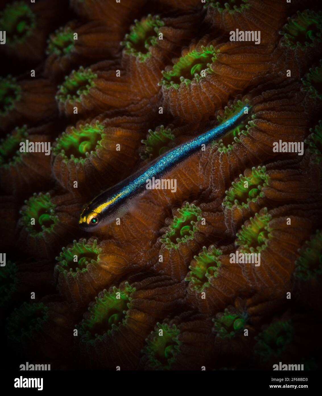Goby Sharknose (Gobiosoma evelynae) Il se trouve sur des coraux durs sur le récif au large des Hollandais Isalnd des Caraïbes de St Martin Banque D'Images