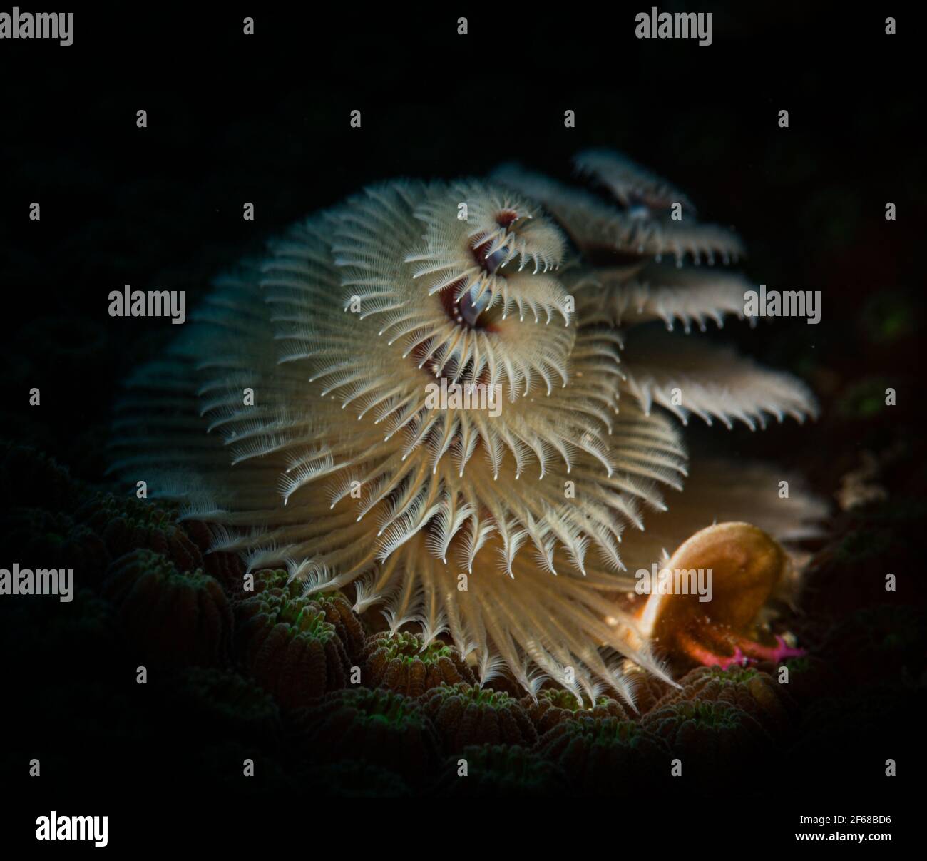 Les couleurs d'un ver d'arbre de Noël (Spirobranchus giganteus) Sur les récifs au large de l'île hollandaise des Caraïbes de St Martin Banque D'Images