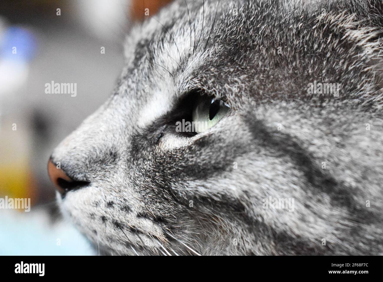 Beau chat gris tabby avec des yeux verts Banque D'Images