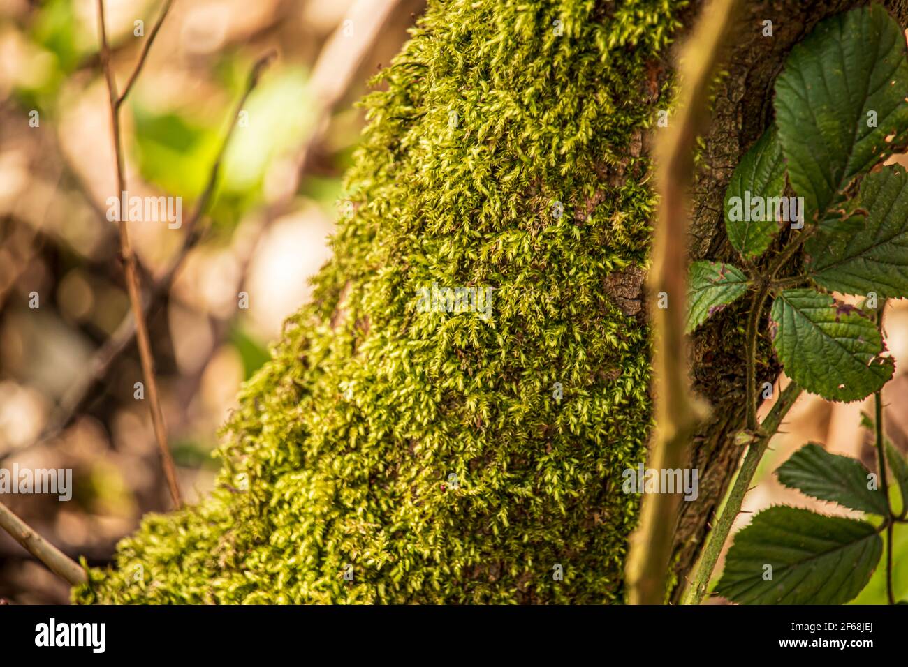 La forêt verte mousse dans la réserve naturelle anglaise.Wrens Nest Reserve Dudley Banque D'Images