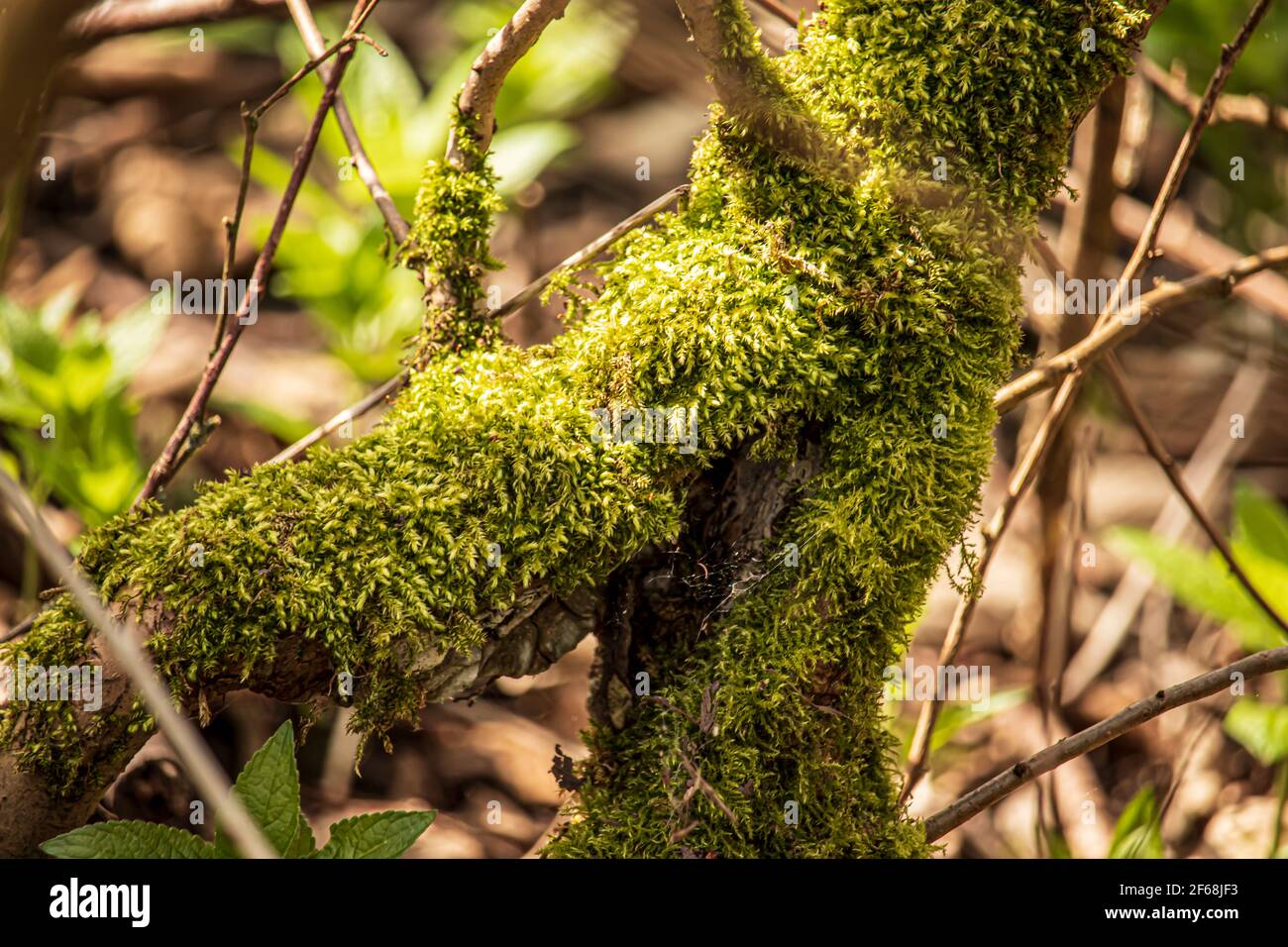 La forêt verte mousse dans la réserve naturelle anglaise.Wrens Nest Reserve Dudley Banque D'Images