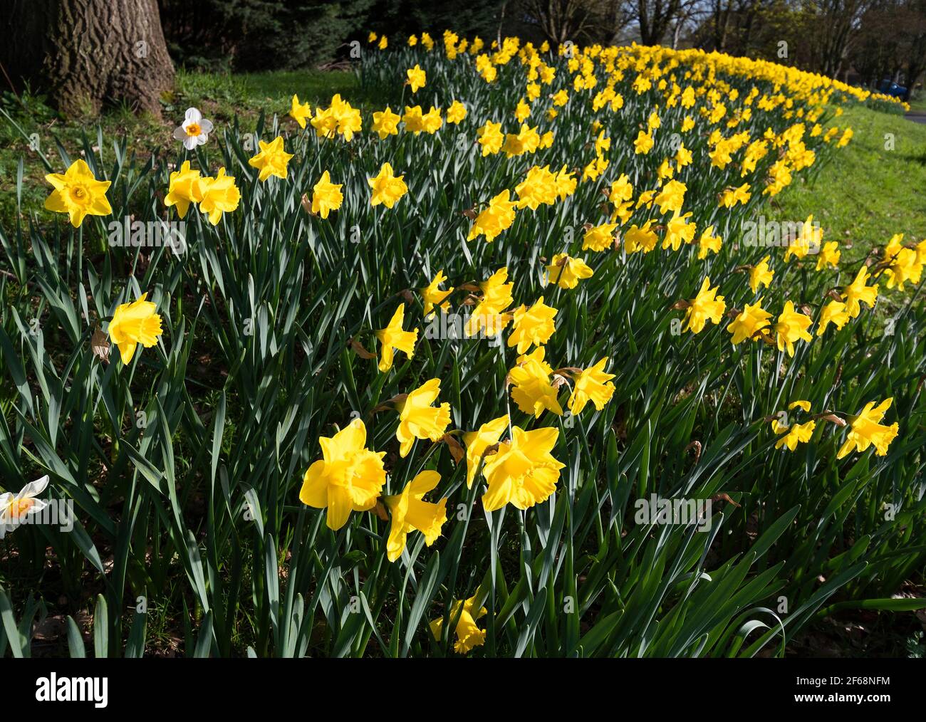 Bank of Golden Daffodils fleurir au soleil de printemps en mars 2021 - Reading, Berkshire, Angleterre, Royaume-Uni Banque D'Images