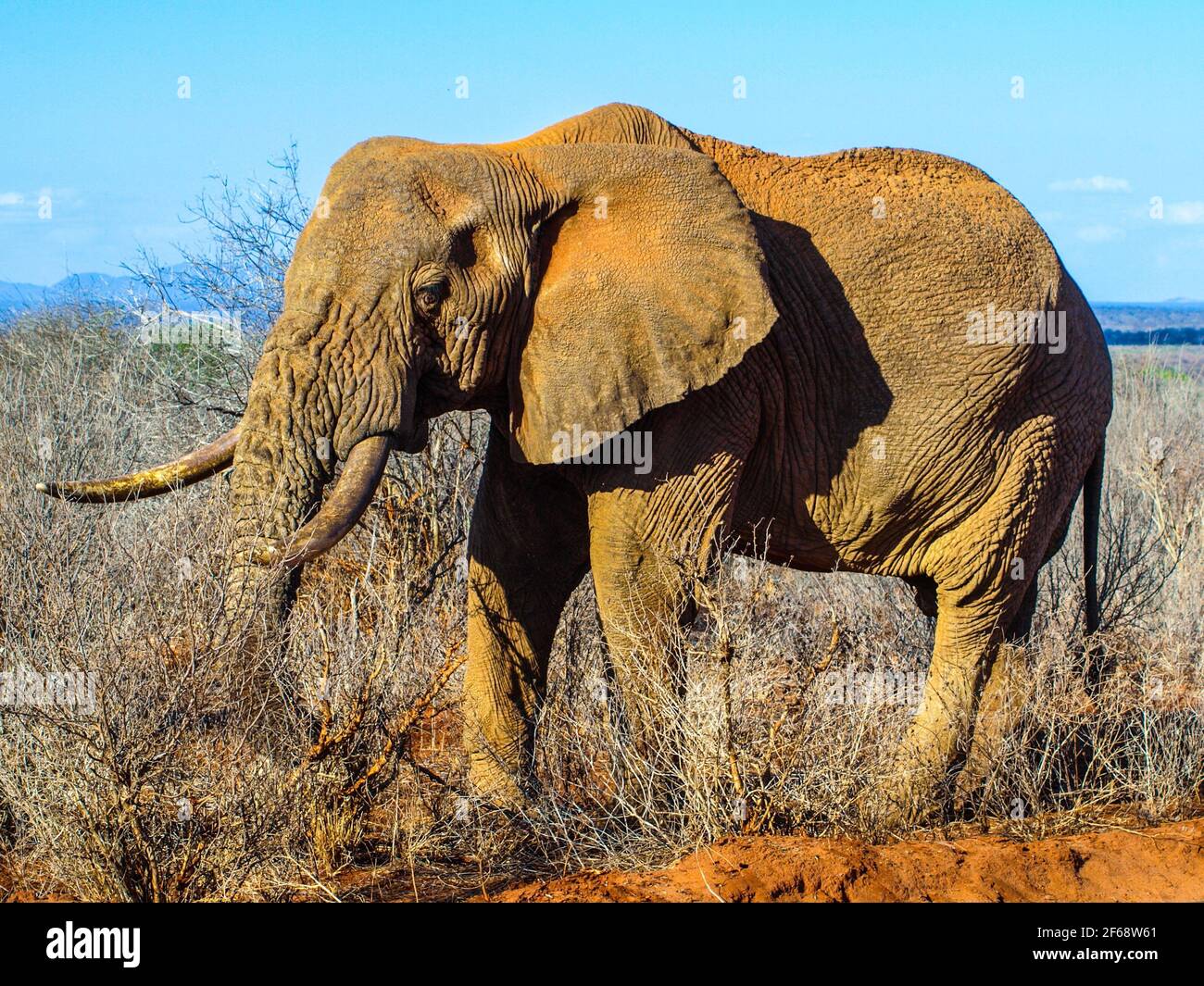 L'éléphant d'Afrique dans son habitat naturel, zone de conservation de Ngorongoro, Tanzanie, Afrique. Banque D'Images