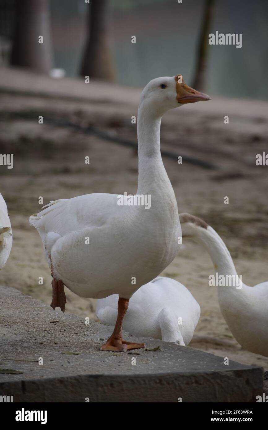 Angry Waterfowl Portrait Day, Inde, Amethi. Banque D'Images